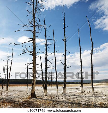 Landscape of dead tress on shoreline at Yellowstone National Park, Wyoming. View Large Photo Image Stock Photo - Landscape of dead tress on shoreline at Yellowstone National Park, Wyoming.. Fotosearch