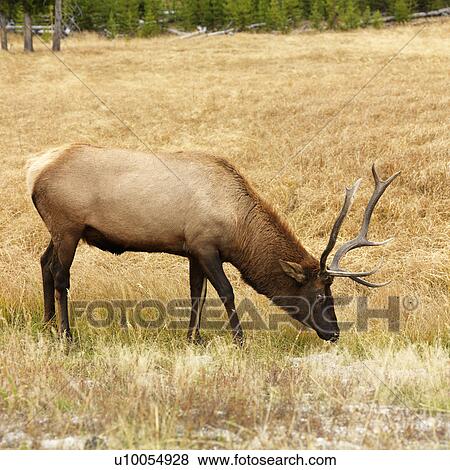 Male elk grazing on grass at Yellowstone National Park, Wyoming. View Large Photo Image Stock Photo - Male elk grazing on grass at Yellowstone National Park, Wyoming.. Fotosearch