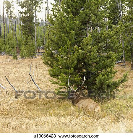 Male elk lying down in grass at Yellowstone National Park, Wyoming. View Large Photo Image Stock Photo - Male elk lying down in grass at Yellowstone National Park, Wyoming.. Fotosearch