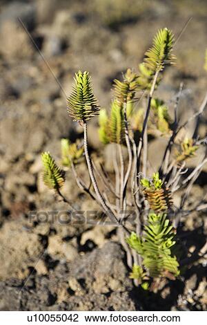 Stock Image - Plant in rocky landscape in Haleakala National Park, Maui, Hawaii.. Fotosearch