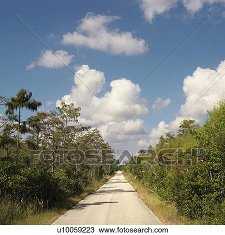 Stock Image - Road surrounding by growth in Everglades National Park, Florida, USA.. Fotosearch