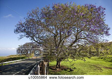 Road with Jacaranda tree blooming with purple flowers in Maui, Hawaii. View Large Photo Image Picture - Road with Jacaranda tree blooming with purple flowers in Maui, Hawaii.. Fotosearch