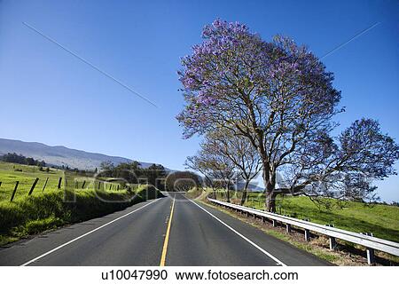 Stock Image - Road with Jacaranda tree blooming with purple flowers in Maui, Hawaii.. Fotosearch
