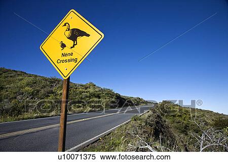 Shot of 'Nene Crossing' road sign in Haleakala National Park, Maui, Hawaii. View Large Photo Image Stock Photography - Shot of 'Nene Crossing' road sign in Haleakala National Park, Maui, Hawaii.. Fotosearch