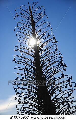 Silversword plant in Haleakala National Park, Maui, Hawaii. View Large Photo Image Stock Photo - Silversword plant in Haleakala National Park, Maui, Hawaii.. Fotosearch