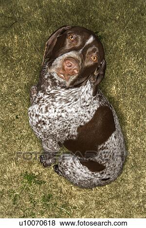 Above view of German Shorthaired Pointer in grass. View Large Photo Image Stock Photo - Above view of German Shorthaired Pointer in grass. . Fotosearch