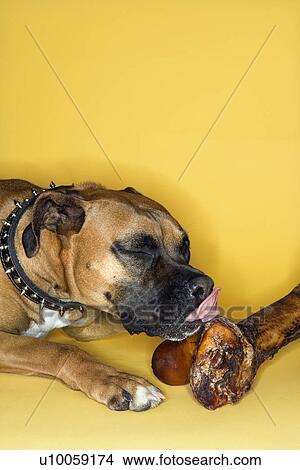 Boxer dog licking big bone. View Large Photo Image Picture - Boxer dog licking big bone.. Fotosearch