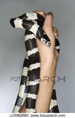 California Kingsnake held in Caucasian mid-adult male's hands. View Large Photo Image Stock Image - California Kingsnake held in Caucasian mid-adult male's hands.. Fotosearch