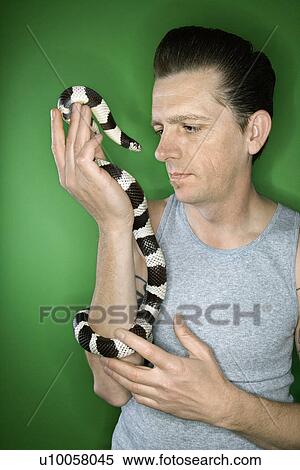 Caucasian mid-adult male holding California Kingsnake. View Large Photo Image Stock Photography - Caucasian mid-adult male holding California Kingsnake.. Fotosearch