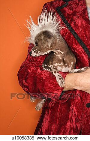 Stock Photography - Caucasian mid-adult male wearing velvet jacket and holding Chinese Crested dog.. Fotosearch