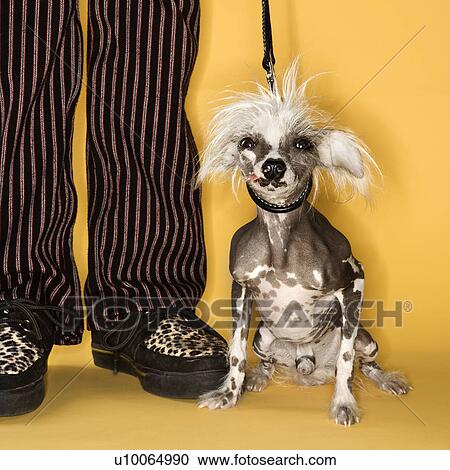 Stock Image - Chinese Crested dog on leash standing next to man's legs.. Fotosearch