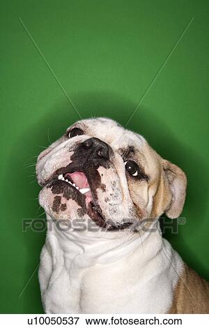 Stock Photo - Close-up of English Bulldog on green background.. Fotosearch
