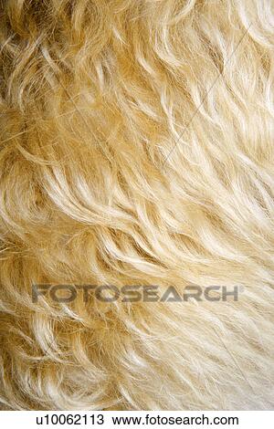 Stock Image - Close up of mixed breed dogs fur.. Fotosearch