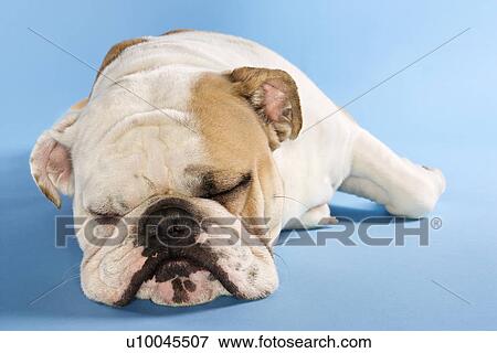Stock Photo - Close-up of sleeping English Bulldog on blue background.. Fotosearch