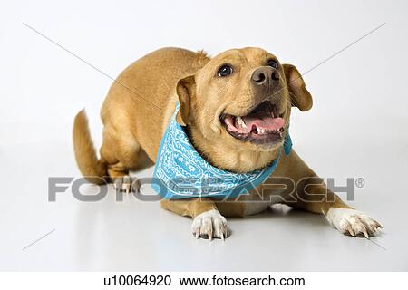 Stock Image - Dog looking playful.. Fotosearch
