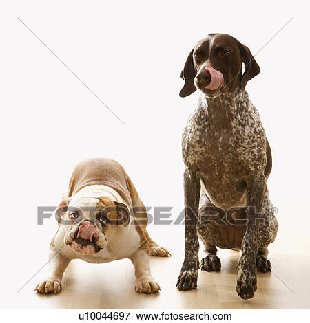 English Bulldog And German Shorthaired Pointer Sitting Licking