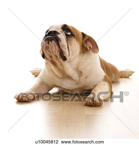 Stock Image - English Bulldog lying on floor looking up.. Fotosearch