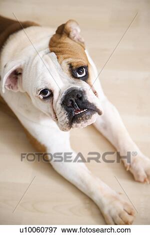 Stock Photo - English Bulldog lying on wood floor with feet outstretched looking at viewer.. Fotosearch