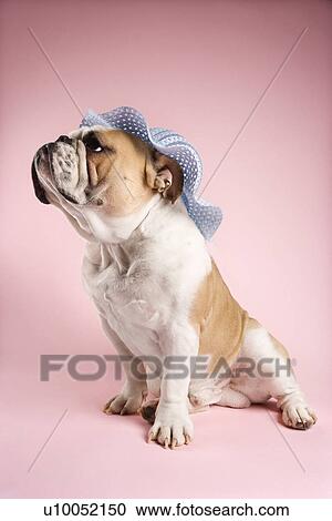 English Bulldog on pink background looking to the side and wearing a bonnet. View Large Photo Image Stock Image - English Bulldog on pink background looking to the side and wearing a bonnet.. Fotosearch