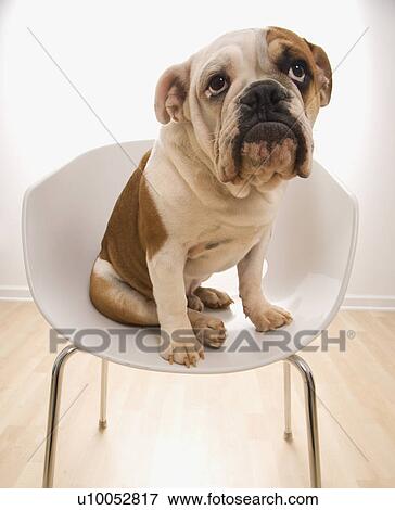 Stock Photo - English Bulldog sitting in modern chair looking up.. Fotosearch