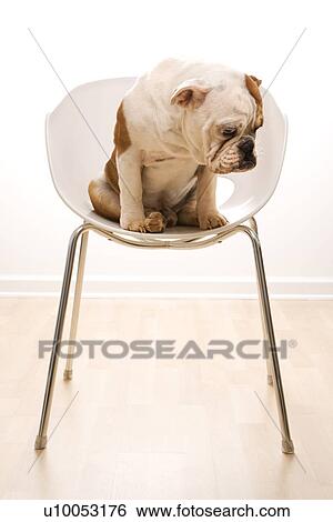 English Bulldog sitting in modern chair looking at floor. View Large Photo Image Stock Photograph - English Bulldog sitting in modern chair looking at floor.. Fotosearch