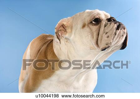 Stock Photo - English Bulldog standing on blue background looking off to the side.. Fotosearch