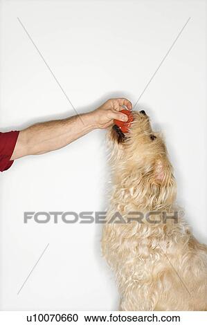 Fluffy brown dog taking ball from Caucasian young adult male. View Large Photo Image Stock Image - Fluffy brown dog taking ball from Caucasian young adult male.. Fotosearch