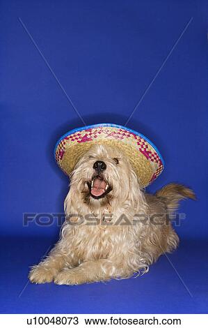 Stock Image - Fluffy brown dog wearing Mexican sombrero.. Fotosearch