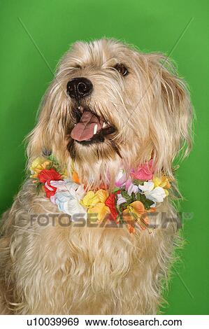 Stock Photo - Fluffy dog sitting wearing lei.. Fotosearch