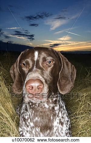 Stock Image - German Shorthaired Pointer in field of grass at sunset.. Fotosearch