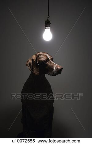German Shorthaired Pointer with lit lightbulb hanging above. View Large Photo Image Stock Photography - German Shorthaired Pointer with lit lightbulb hanging above. . Fotosearch