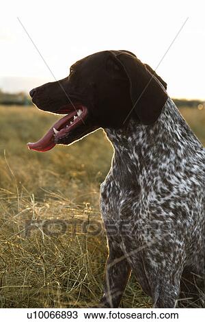 German Shorthaired Pointer with panting tongue in field. View Large Photo Image Stock Image - German Shorthaired Pointer with panting tongue in field.. Fotosearch