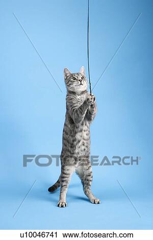 Stock Image - Gray striped cat standing playing with toy.. Fotosearch