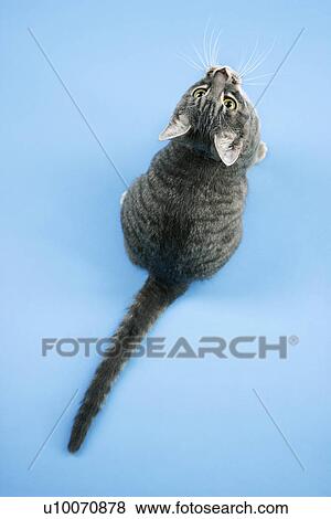 Stock Photo - High angle view of gray striped cat looking up.. Fotosearch
