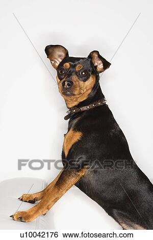 Stock Photograph - Miniature Pinscher dog looking at viewer.. Fotosearch