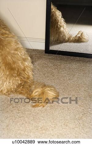 Stock Photo - Mixed breed dogs tail with mirror in background.. Fotosearch