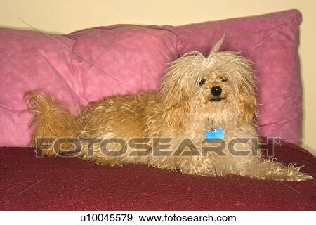 Stock Photo - Portrait of mixed breed dog looking at viewer. . Fotosearch