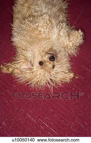 Portrait of mixed breed dog looking up at viewer. View Large Photo Image Stock Image - Portrait of mixed breed dog looking up at viewer. . Fotosearch