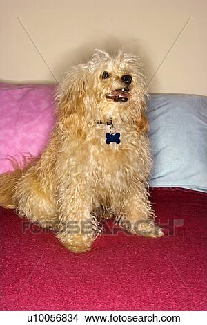 Picture - Portrait of mixed breed dog smiling at viewer. . Fotosearch