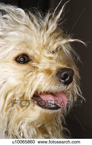 Portrait of mixed breed dog smiling. View Large Photo Image Stock Image - Portrait of mixed breed dog smiling.. Fotosearch