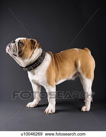 Stock Photo - Profile of standing English Bulldog wearing spiked collar.. Fotosearch