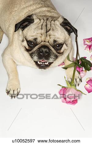 Pug dog with roses. View Large Photo Image Stock Photo - Pug dog with roses.. Fotosearch