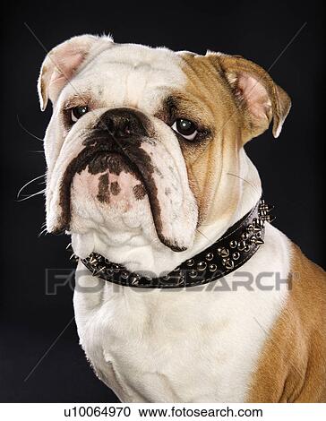 Stock Image - Serious English Bulldog wearing spiked collar.. Fotosearch