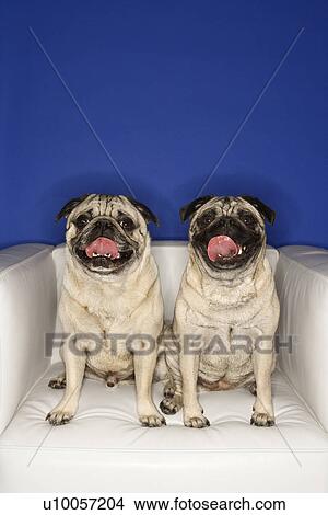Picture - Two Pug dogs sitting in chair.. Fotosearch