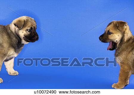 Two puppies looking at eachother. View Large Photo Image Stock Image - Two puppies looking at eachother.. Fotosearch