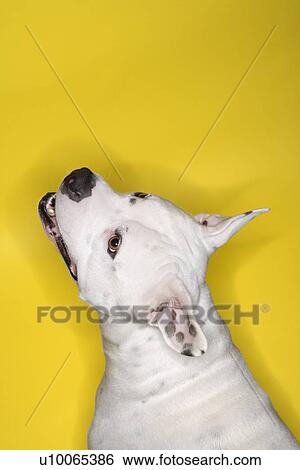 White Pit Bull dog against yellow background. View Large Photo Image Stock Photograph - White Pit Bull dog against yellow background.. Fotosearch