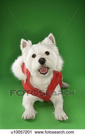 Stock Image - White terrier dog dressed in red coat.. Fotosearch