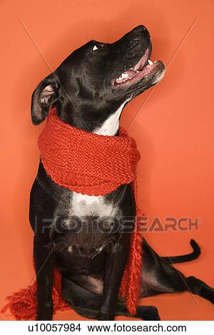 Black and white mixed breed dog sitting wearing scarf. View Large Photo Image Picture - Black and white mixed breed dog sitting wearing scarf.. Fotosearch