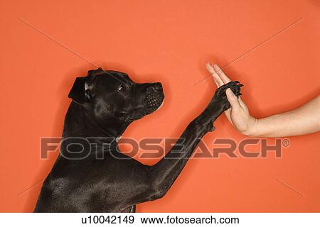 Stock Photo - Black mixed breed dog giving female young adult Caucasian a high five.. Fotosearch