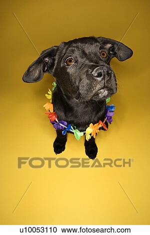 Black puppy sitting wearing leis. View Large Photo Image Stock Image - Black puppy sitting wearing leis.. Fotosearch